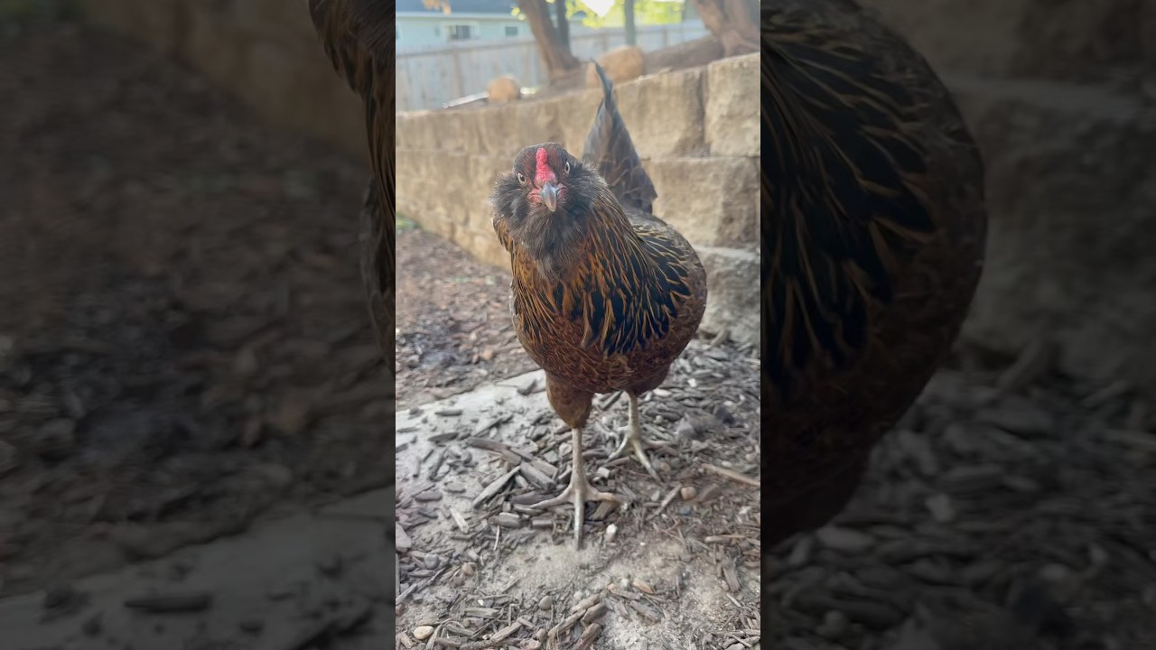 Meet the Easter Egger 🐓 #chickenmom #petchickens #backyardchickens #easteregger #chickens