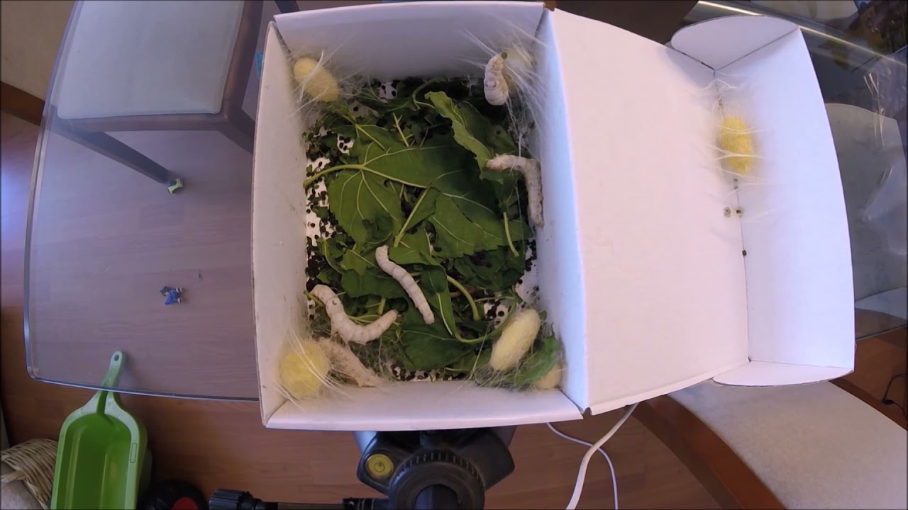 Bichos da Seda fase do casulo time lapse