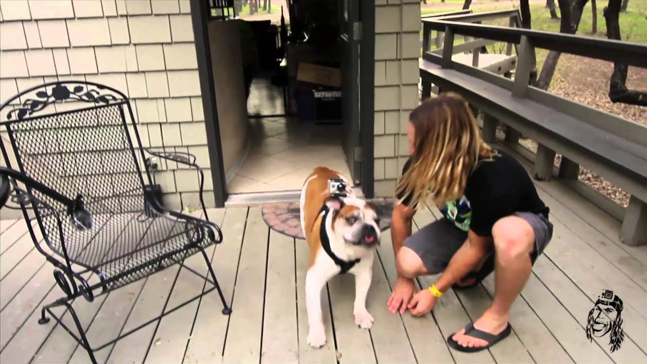 Chest Mount Harness On DOG - GoPro Tip #146 | MicBergsma