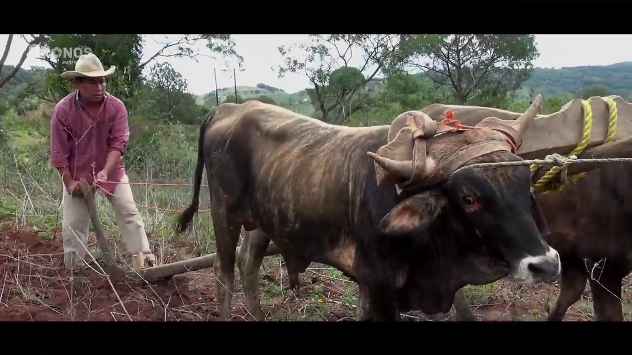 VELOZ DE LA SIERRA   LA VIDA EN EL CAMPO