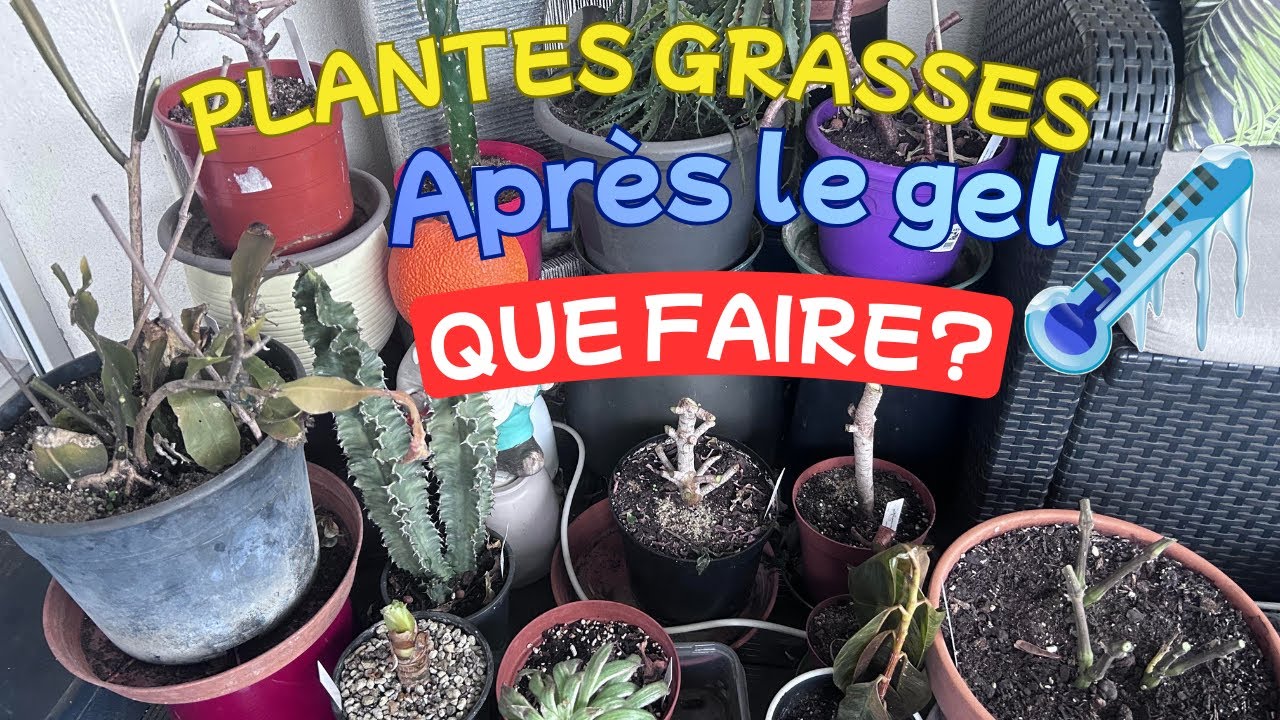 QUE FAIRE APEES LE GEL?