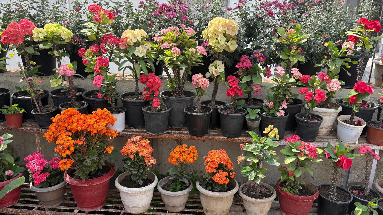 February Terrace Garden Overview ♥️🥰