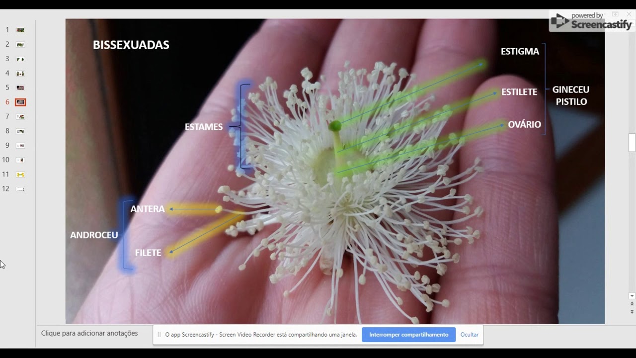 video myrtaceae