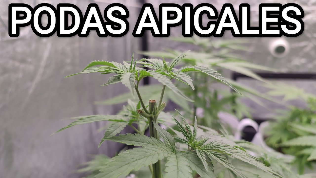 CAP&Iacute;TULO 6 | HACEMOS LAS PODAS | SE ACERCA LA FLORACI&Oacute;N 🍁