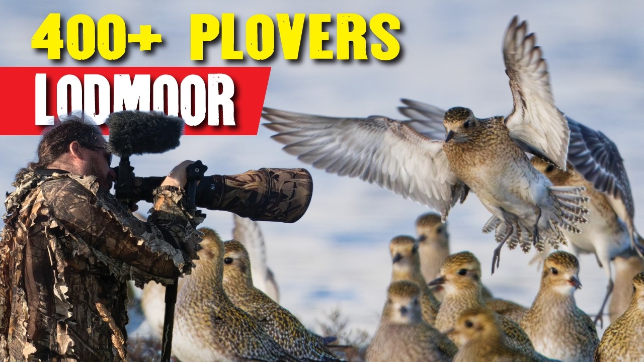 Predator in the Reeds: Hunting Marsh Harrier at RSPB Lodmoor