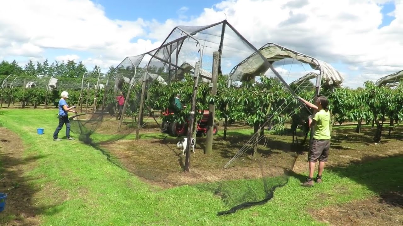 Cherry Orchard Netting