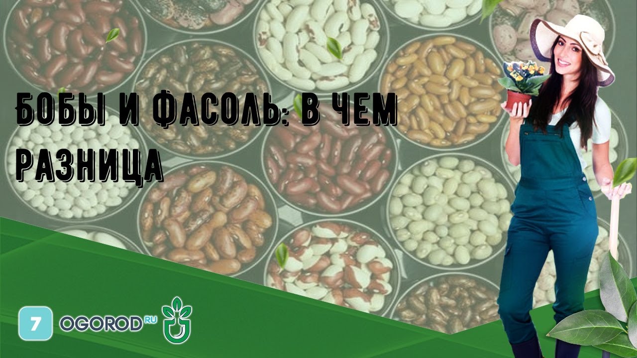 Бобы и фасоль: в чем разница
