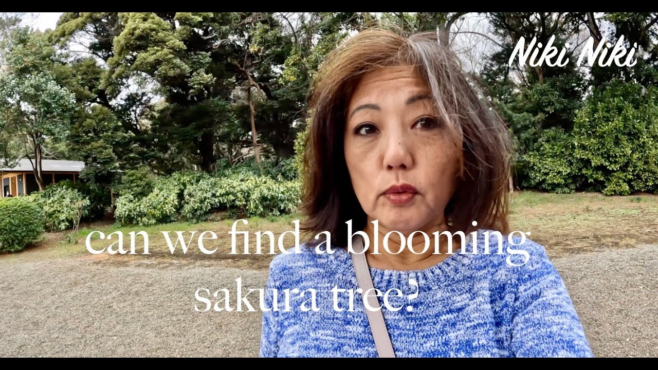 First day of cherry blossom season 