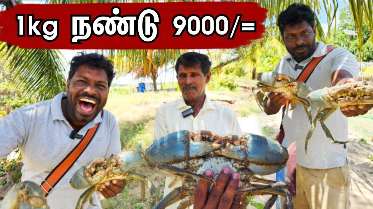 1 கிலோ 9000/= சாப்பிட ஆசையா? | crabs farm mullaitivu srilanka