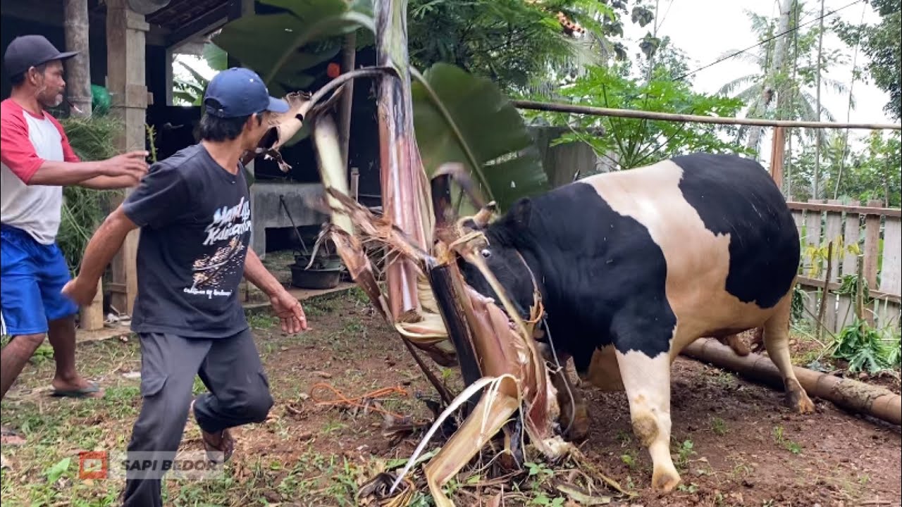 BEDOR BERBURU SAPI LAGI,SAAT KELUAR SAPINYA  NGAMUK❗️🔥🔥🔥