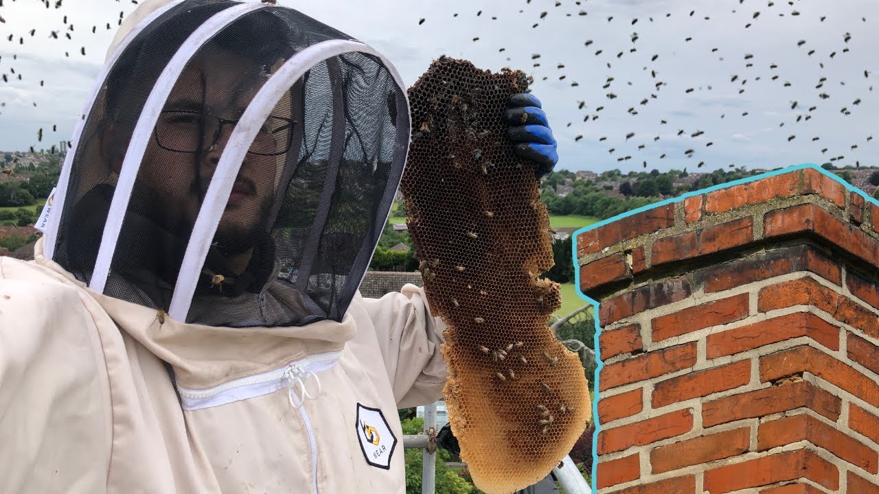 Honey bees in a chimney! How far can honey bees build honey comb in a chimney?
