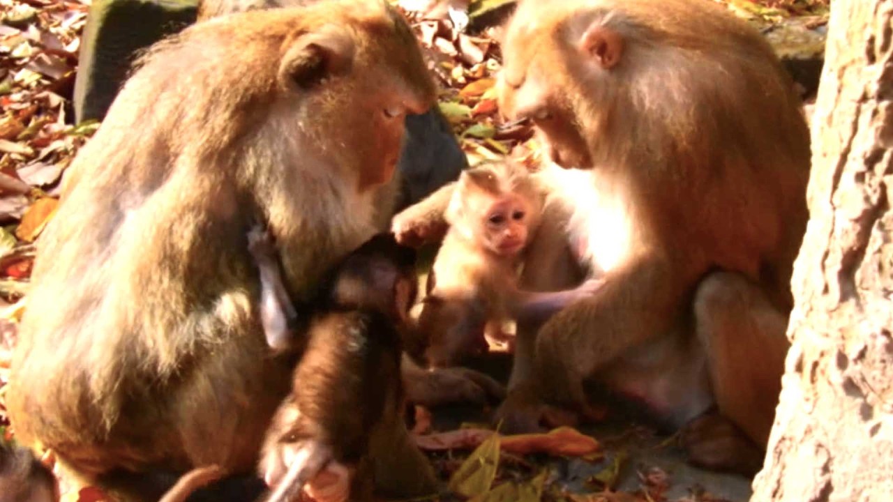 Unbelievable Cute baby, Boris Wants Rose to Accept Him for Milk