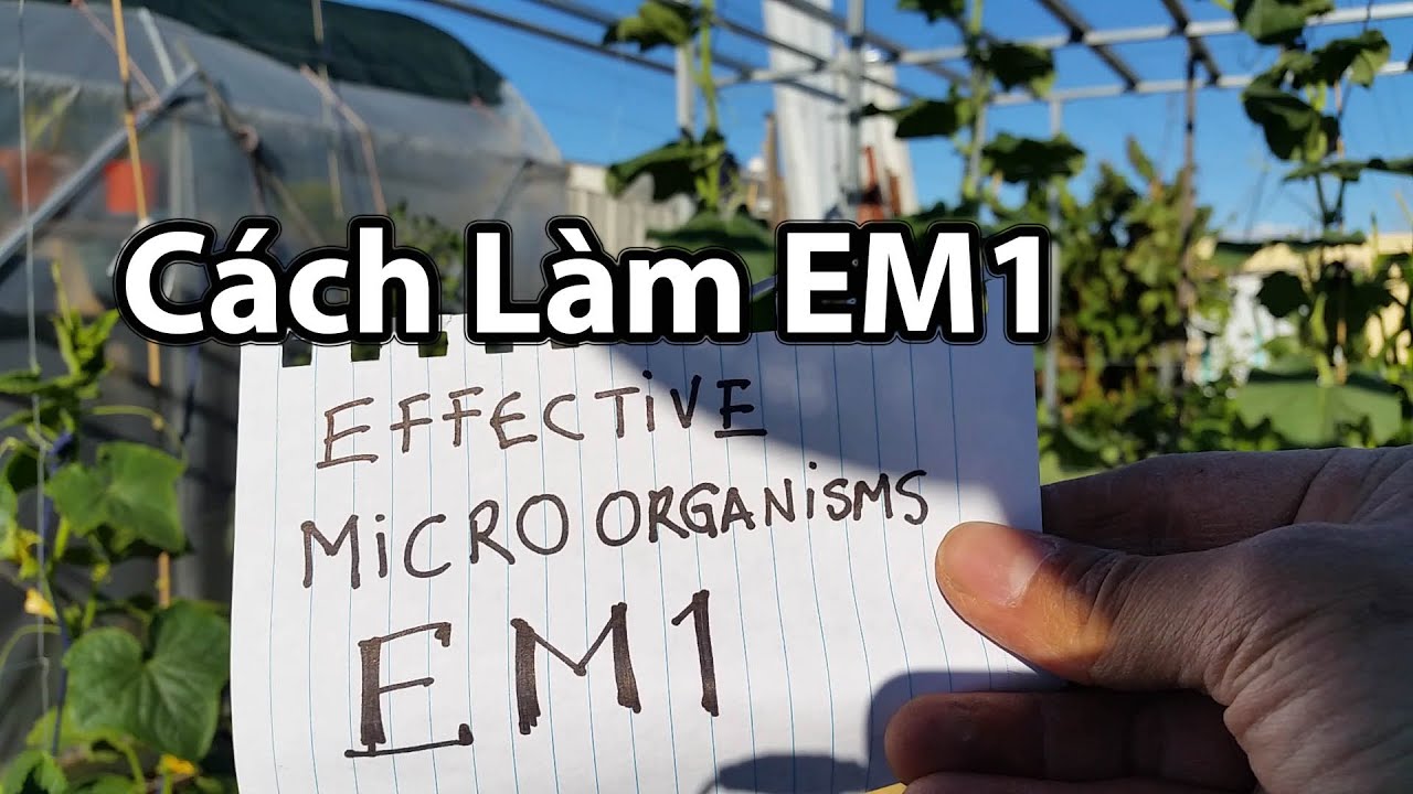 Cách Làm Chế Phẩm EM - How to make EM1 Tại Nhà Toan Trinh