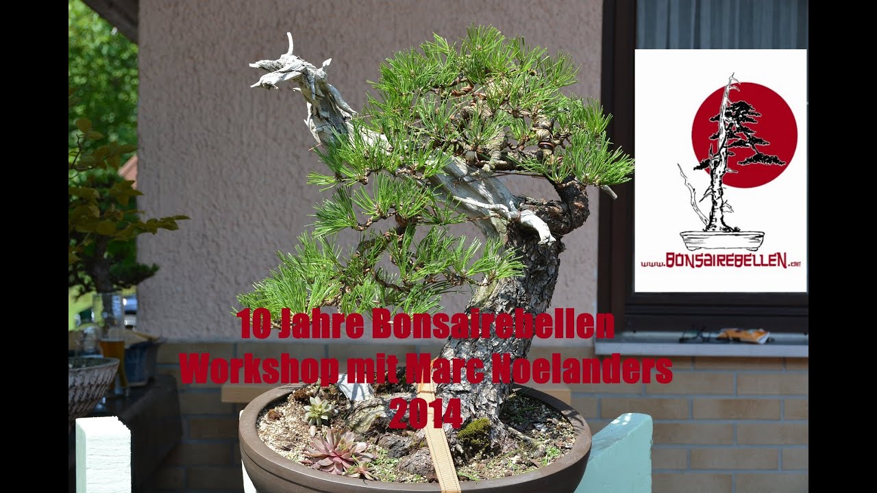 Bonsai Workshop Marc Noelanders Bonsairebellen 10 Jahre Jubilaeum