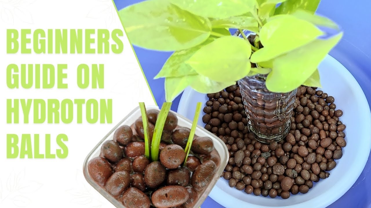 Beginners Guide on Hydroton Balls | Clay Balls For Plants | LECA/Expanded Clay Pellets | Hydroponics