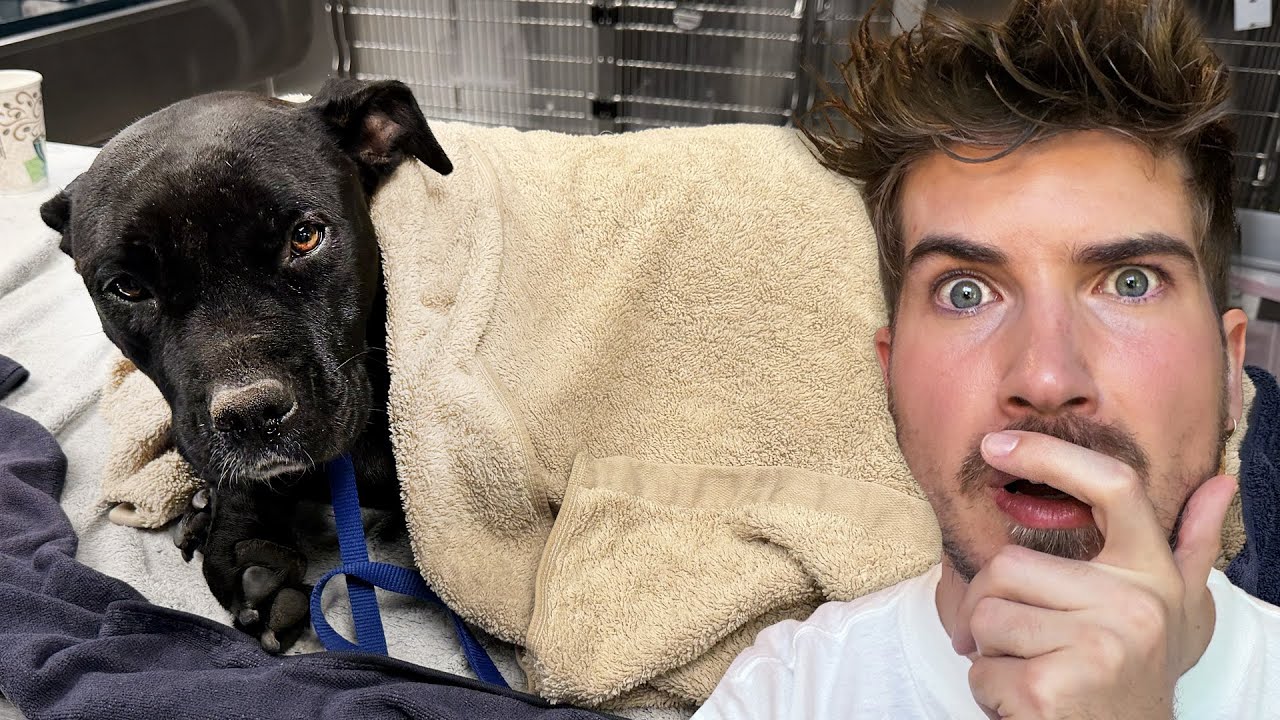 My Rescue Dog’s Emergency...