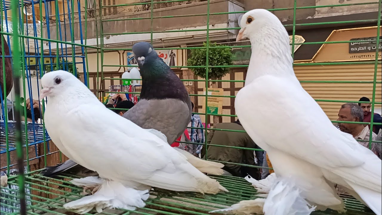 مفاجاه 😱 في اسعار الحمام في سوق 💃المحله الكبرى الحمام الزينه و الغزار والشقلباظات #العناني