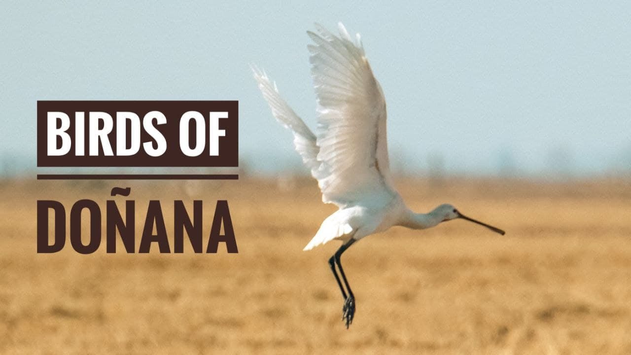 Birds of Doñana National Park
