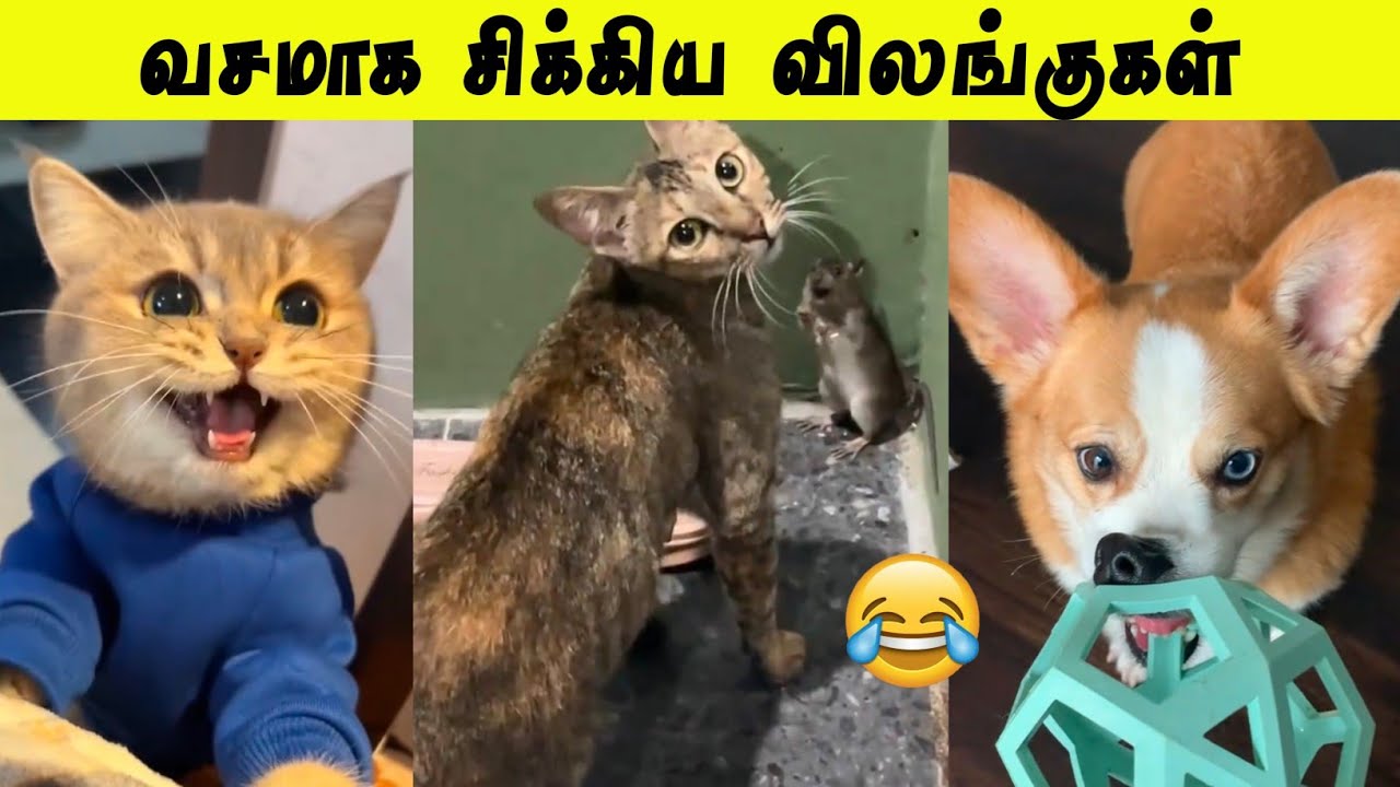 என்ன விட்டுருங்க சார் 🤣 | மாட்டிக்கினாரு ஒருத்தரு 😂