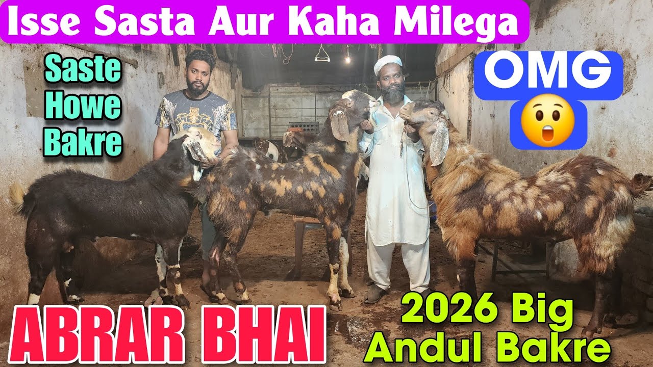 2026 Big Andul Gujri Ajmera Goat At ABRAR BHAI | Isse Sasta Phir Nhi Milenge Bakre In Bhiwandi 