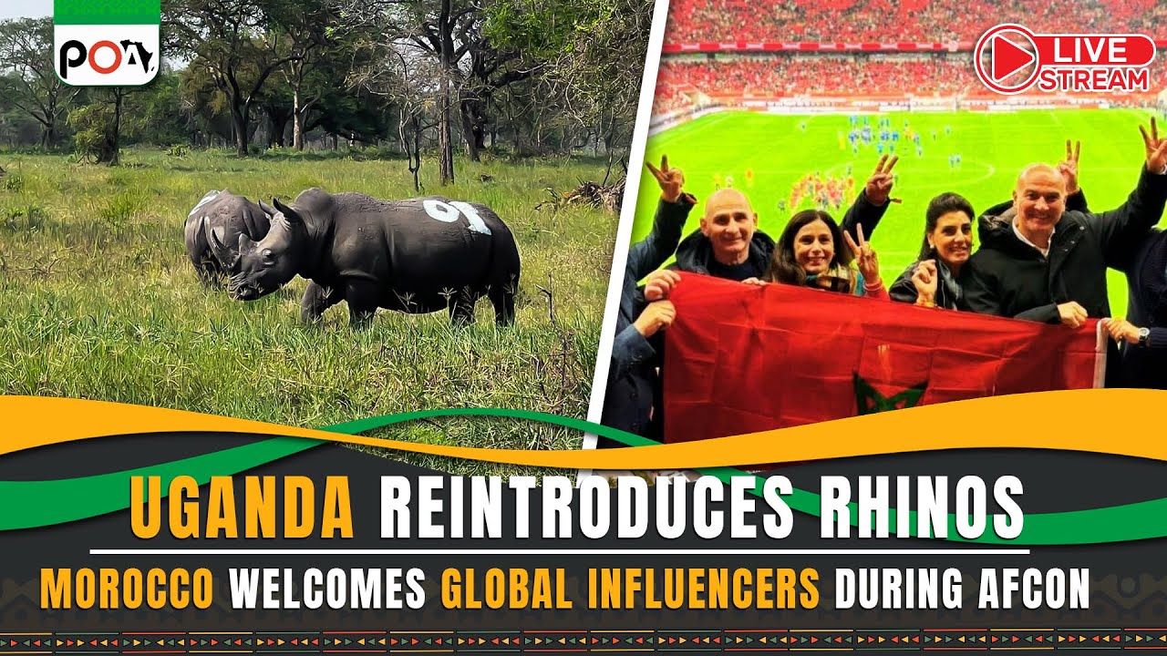 Uganda reintroduces rhinos to wild, Morocco Welcomes Global Influencers During AFCON