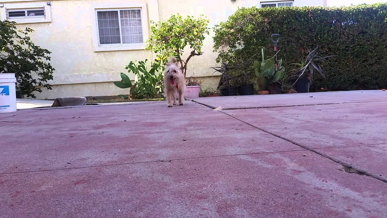 dog walk reference