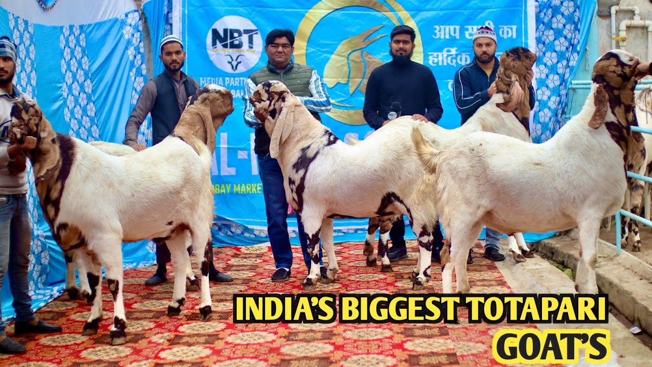 India's Biggest Totapari Goat's Ka Collection At Al Mira Goat Farm
