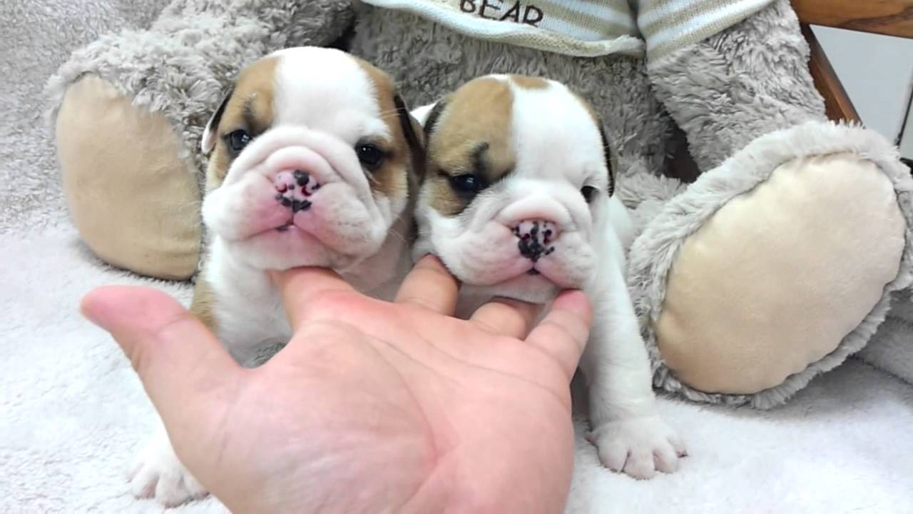Micro teacup  English Bulldog puppies for sale