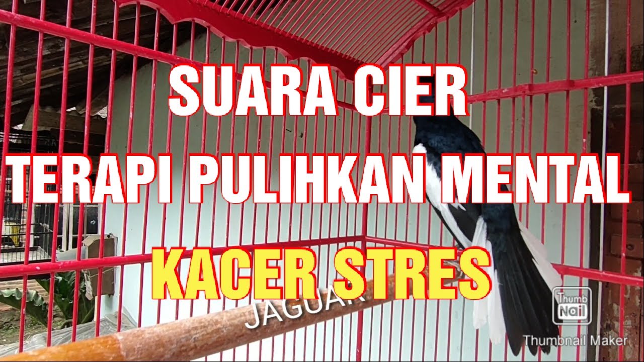 TERAPI Kacer suara cier khas kacer