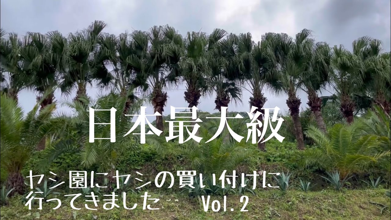日本最大級のヤシ園に買い付けに行って来ました！vol.2