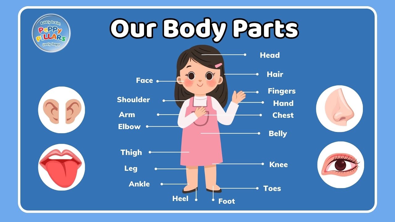 Parts of Our Body | Learn Body Parts in English |  Body Parts For Kids |  Repeat & Learn Flashcards