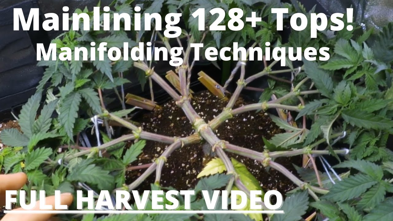 OGeez: Symmetrical Mainlining 128+ Tops - FULL VIDEO