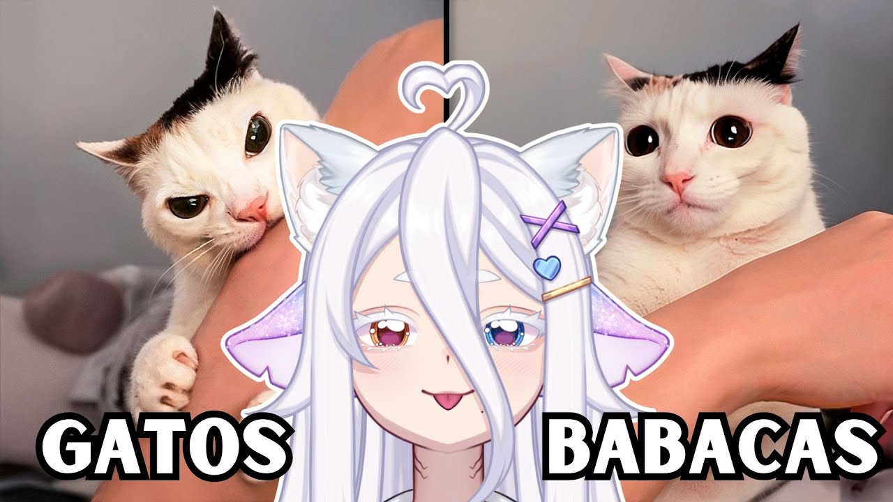 GATOS SENDO BABACAS | Mochi Yuki