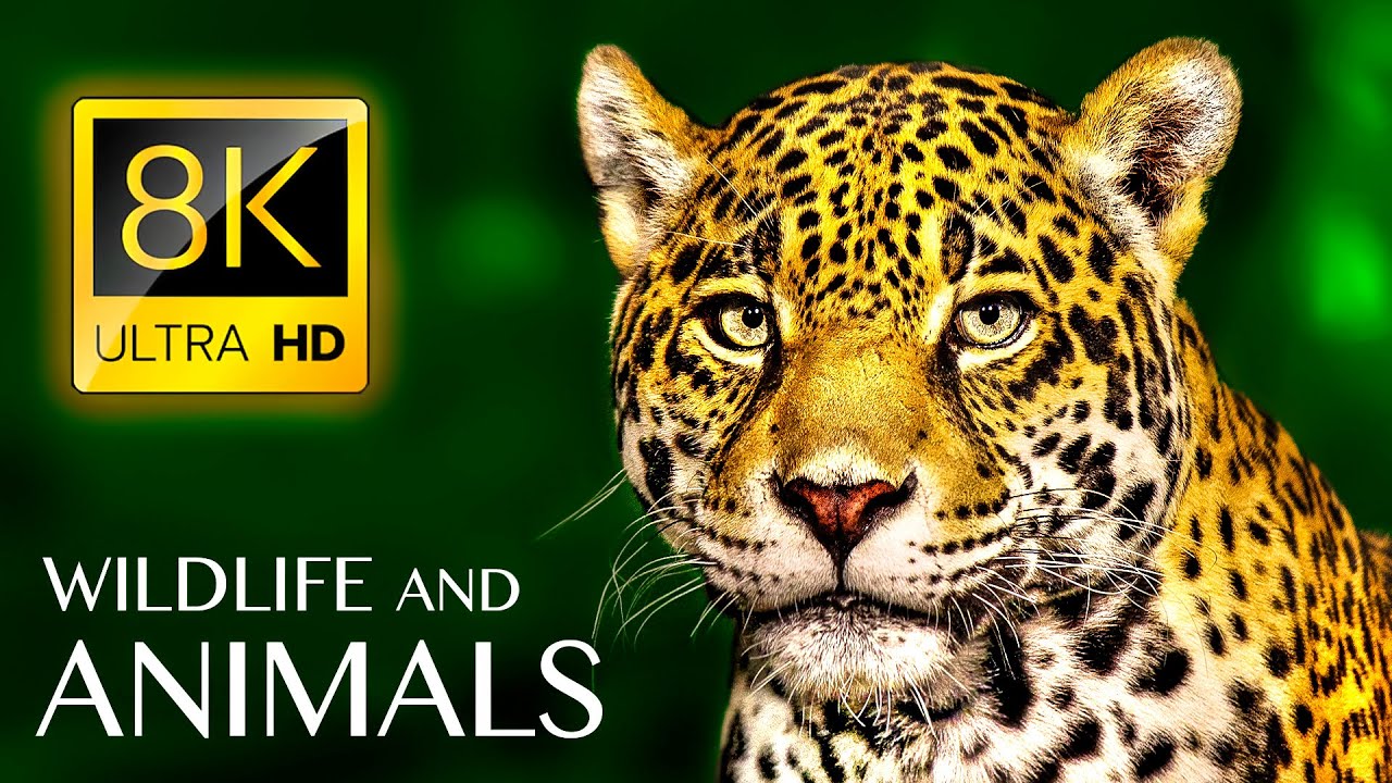 Animals & Wildlife 8K ULTRA HD &bull; Relaxing Music and Nature Sounds 8K TV