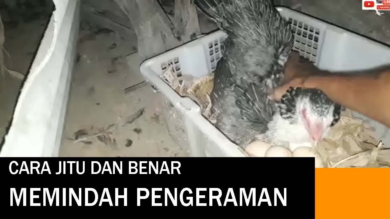 Memindahkan Induk Yang Sedang Mengerami di Petarangan