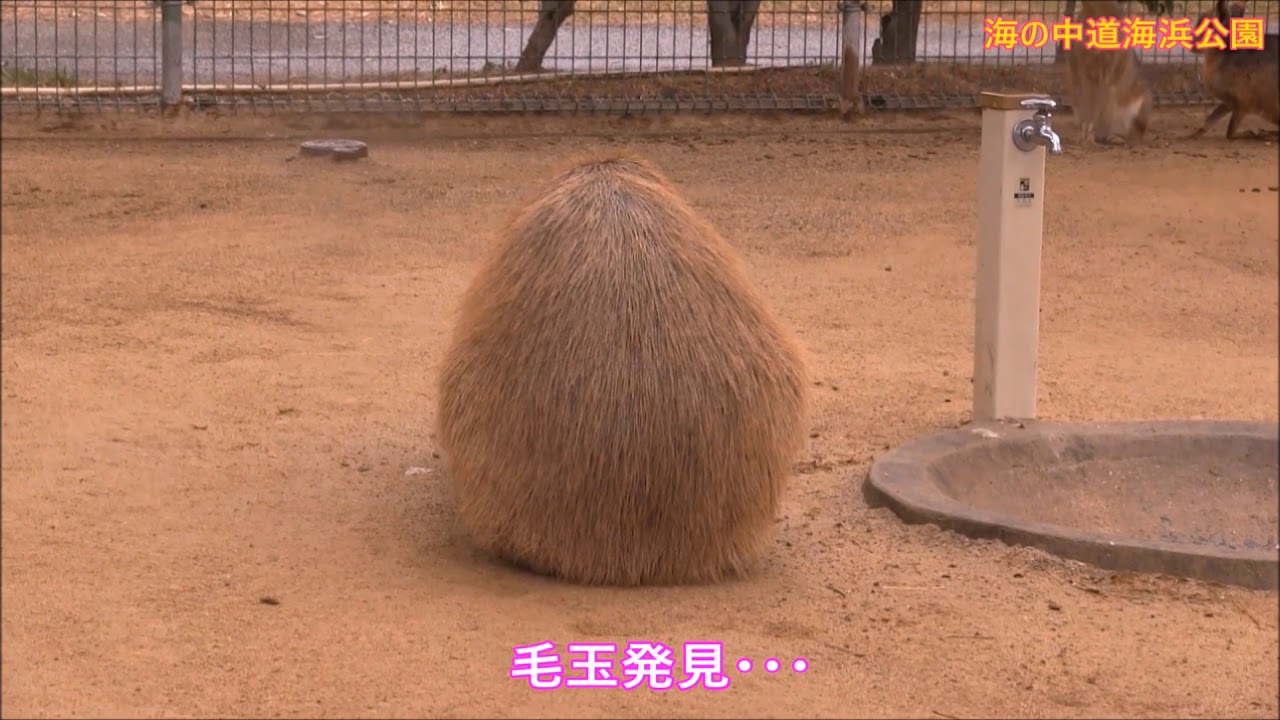 カピバラ （海の中道海浜公園篇）グルっと回って結局…
