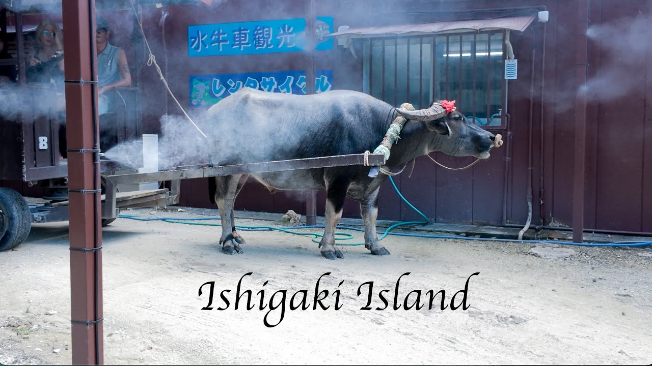 A Day in Japan&rsquo;s Tropical Islands 🌺 | Ferry to Taketomi, Cycling & Swimming in Ishigaki