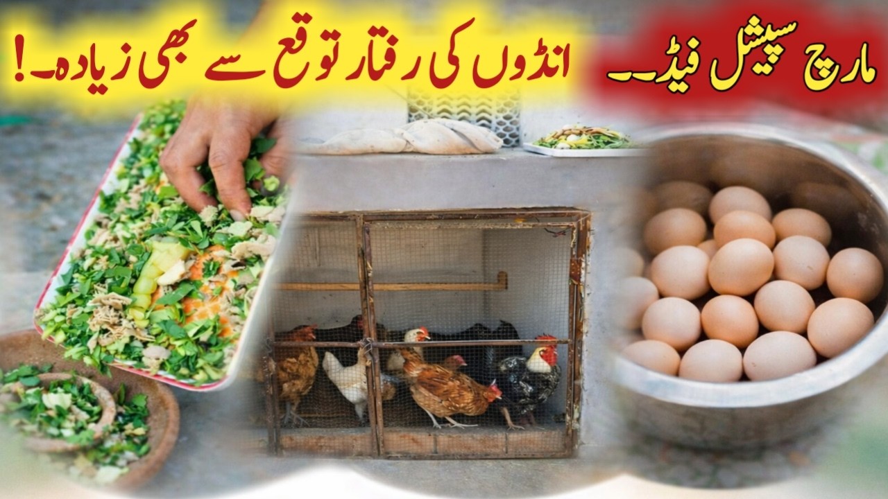 March special feed formula || Garmi mein murghio ki sasti khurak | Egg production tips