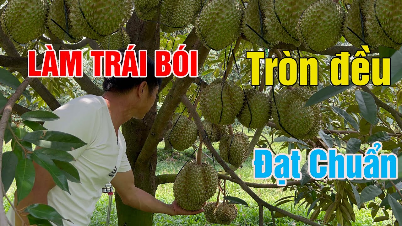 Làm sao để sầu riêng tơ ra trái sớm, năng suất cao?