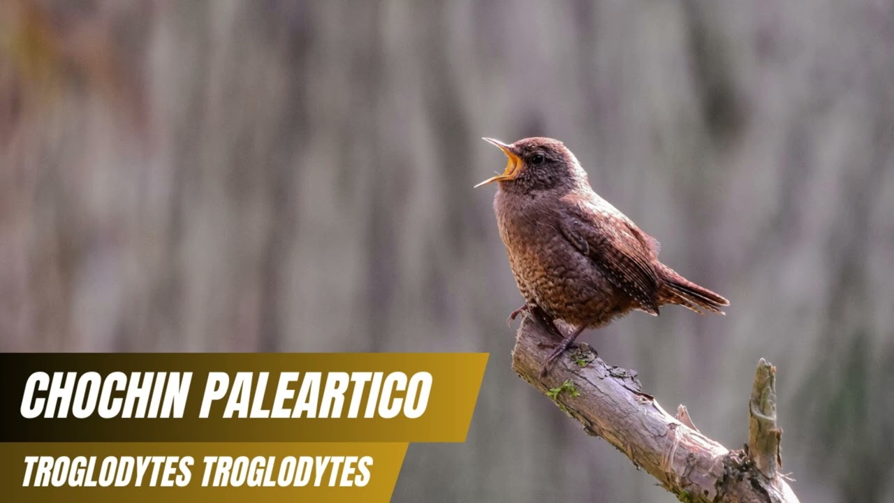 Canto del Chochín Común (Troglodytes troglodytes) 🐦🌿