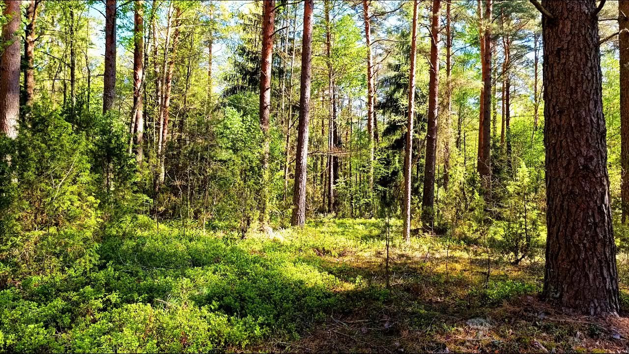 Спокойное пение птиц в глубине леса 🌿 Природная атмосфера для релаксации
