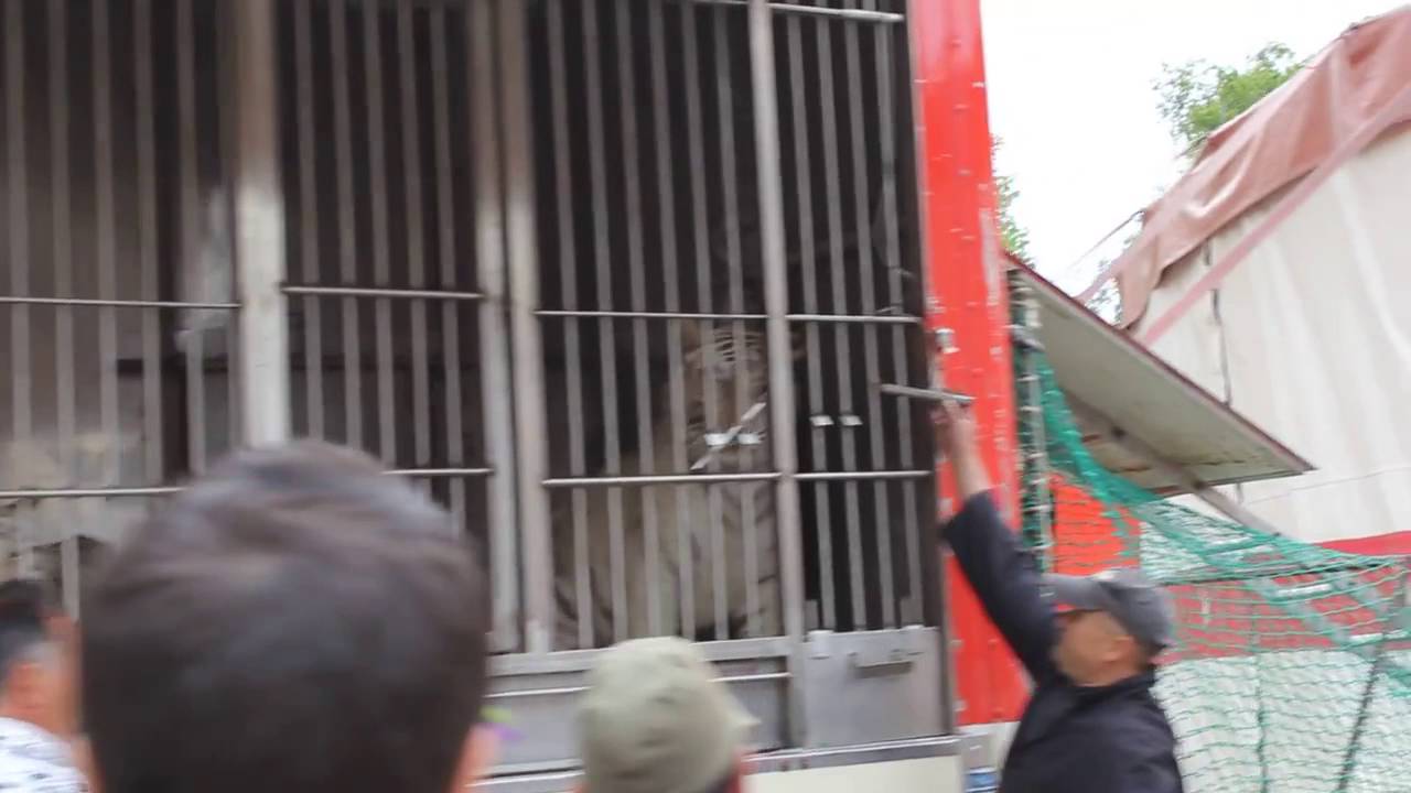 Tigres envoyés sur scène, cirque Maximum à Épinal