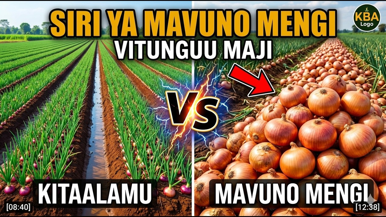 Kilimo bora cha Vitunguu maji -   Part 2
