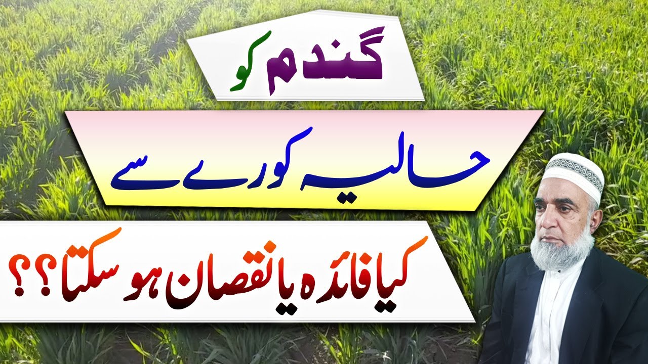 Impacts of Frost on Wheat crop || Crop Reformer