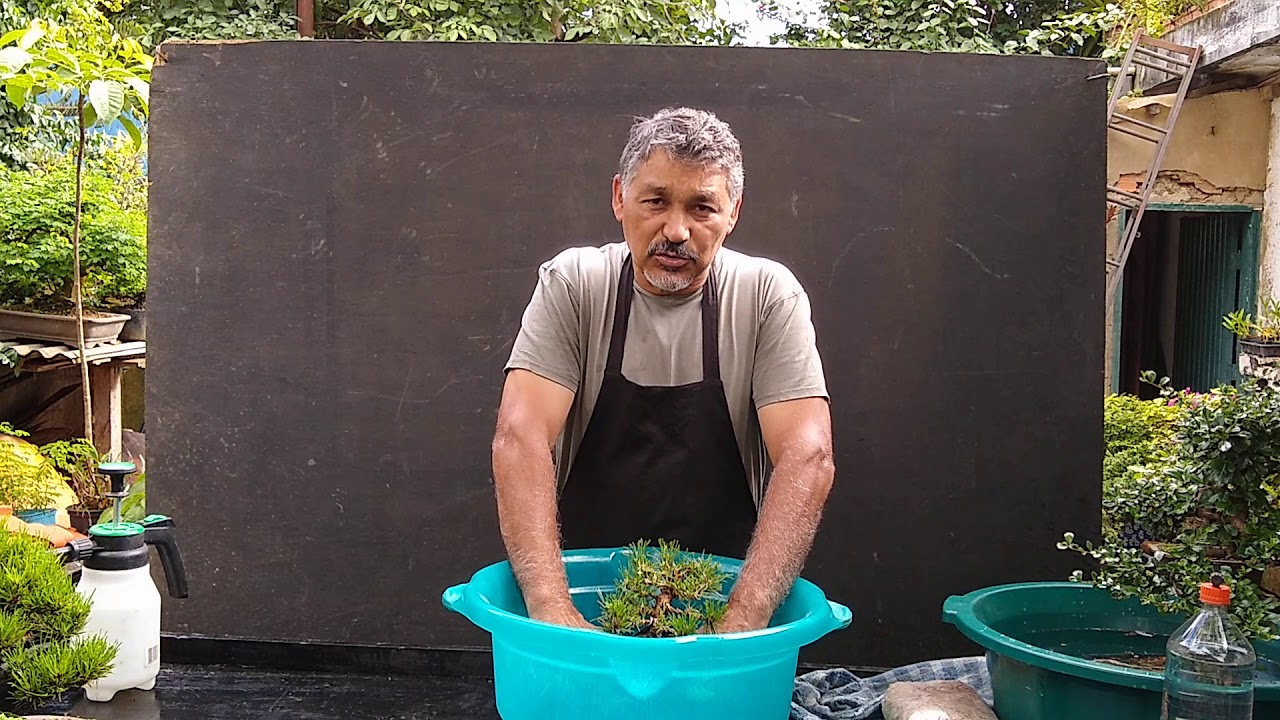 Rega do bonsai 1
