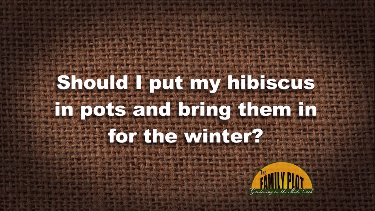 Q&A - Should I dig up my hibiscus for the winter?