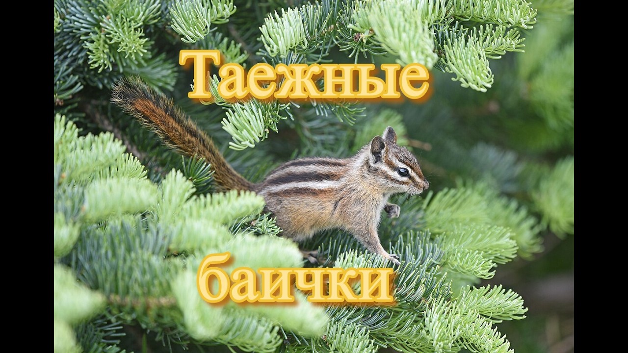 Таёжные баички