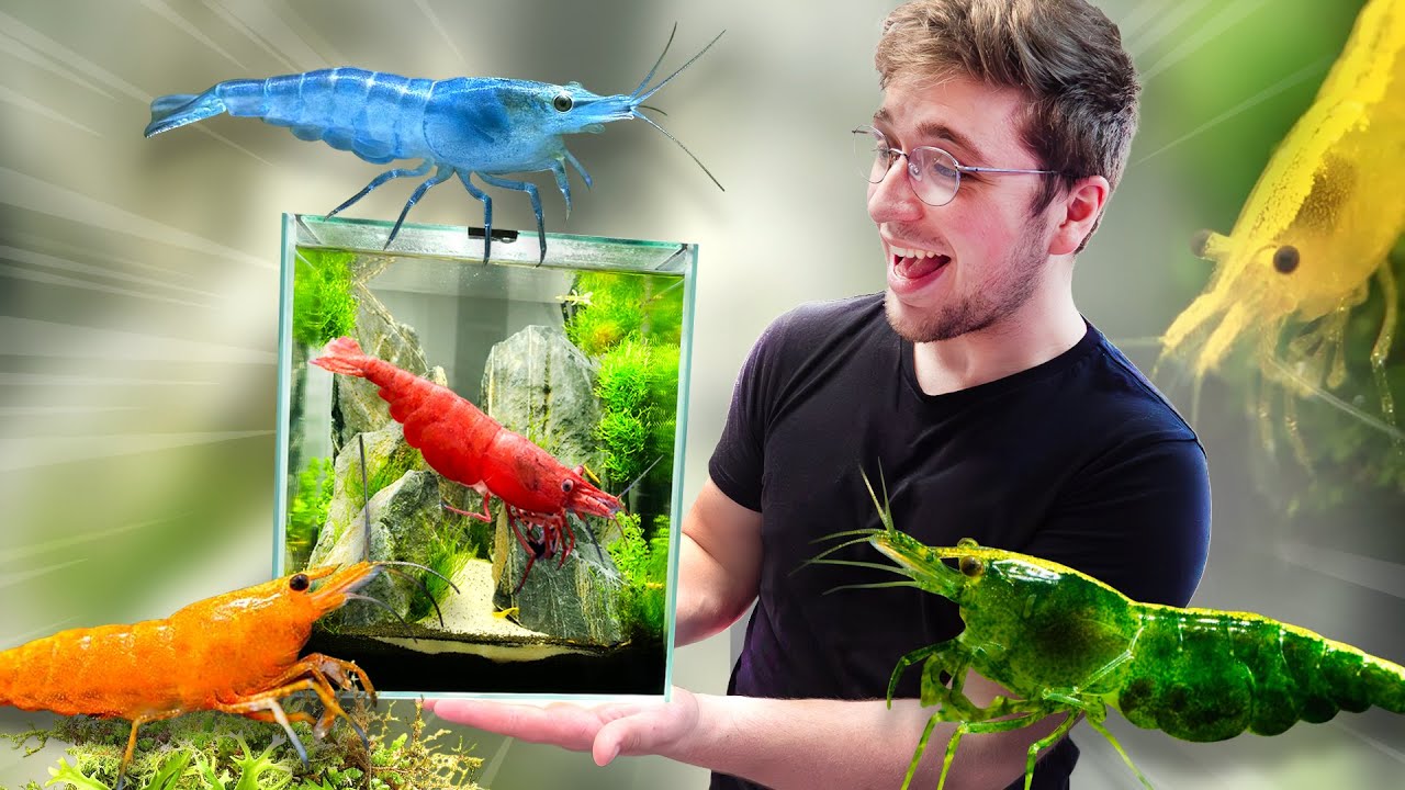 Un AQUARIUM parfait pour crevettes NEOCARIDINA (TUTO)