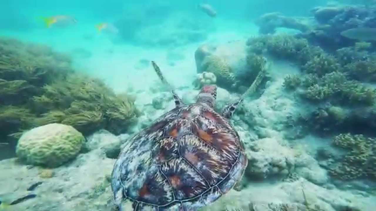 Green Island Snorkeling, Cairns QLD, Great Barrier Reef, Australia