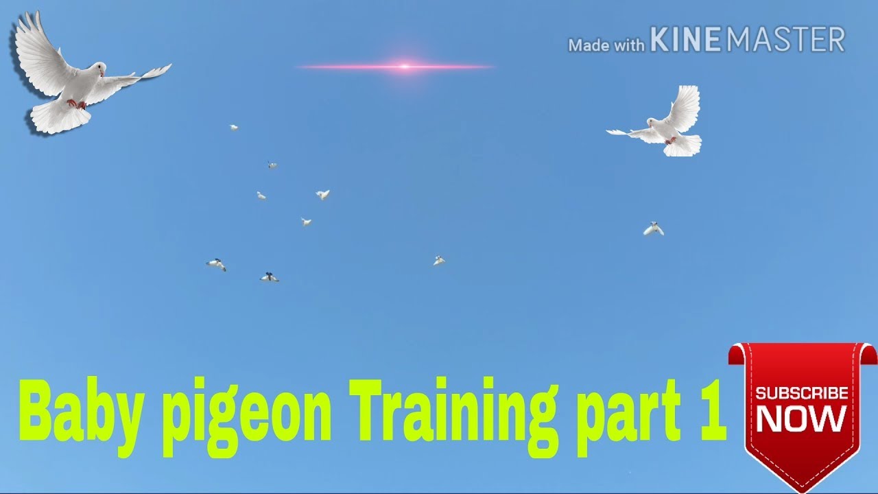 New high flyer baby pigeon Training part 1